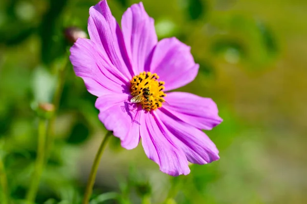 Wasp Wewnątrz Różowa Kosmea Kwiat Kosmos Podwójnie Pierzasty Bliska Naturalne — Zdjęcie stockowe
