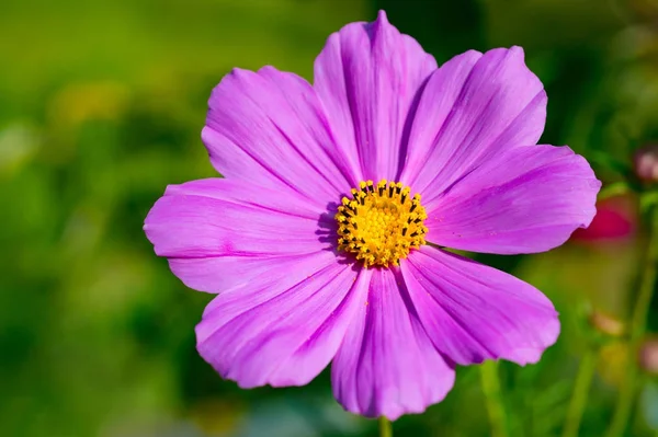 Piękne Światło Cosmos Fioletowy Kwiat Kosmos Podwójnie Pierzasty Bliska Skoncentrowaniu — Zdjęcie stockowe