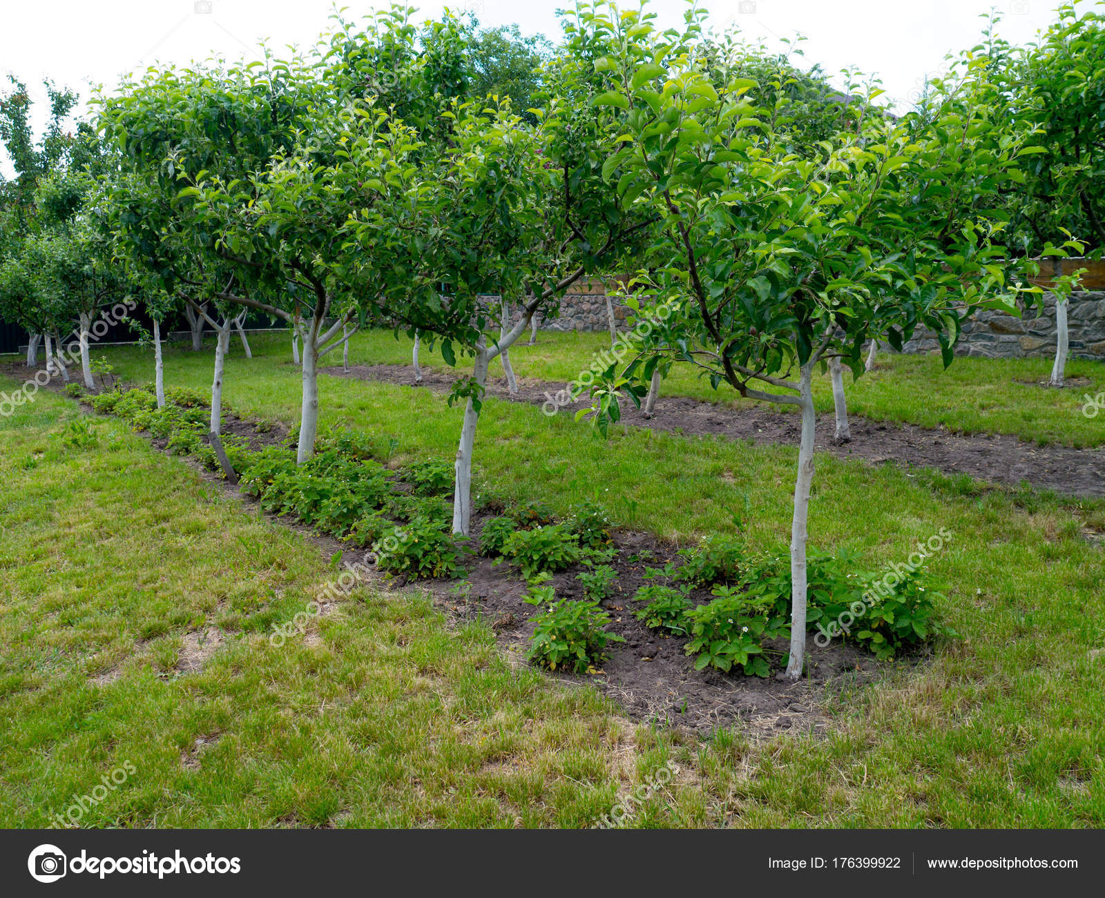 Яблоня дерево молодое. Подвои яблони яблони. Математика задача в саду росли яблони груши и сливы. Полукарликовые деревья яблони. Яблоня аркадик дерево.