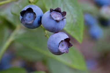 Doğal zemin üzerine üç olgun yaban mersini bir kadeh. Yakın çekim