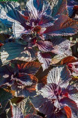 Shiso ot daha önce biftek tesisi olarak biliniyordu. Kırmızı shiso çok yıllık bir bitkidir