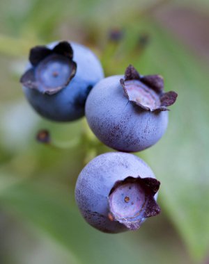 Üç olgun böğürtlen dalı, doğa arka plan üzerinde. Kapat-u