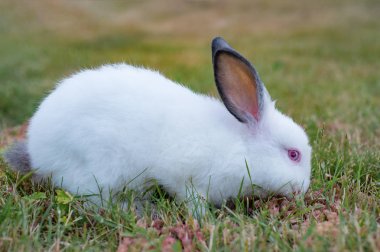 Arka plan bebek beyaz tavşan yaz yeşil çimen