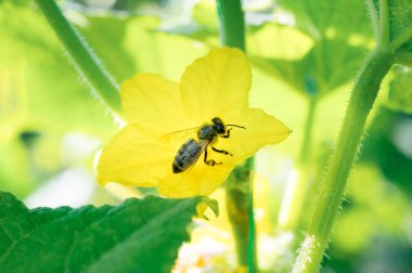 Salatalık çiçek içinde toplamak polen arı tatlım. Yakın çekim