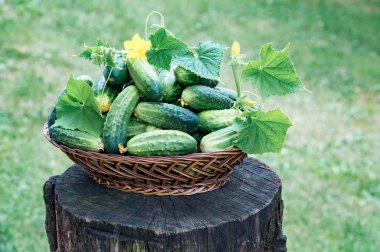 Büyük hasır ahşap salatalık çiçeklerle olgun salatalık güneşlenmek