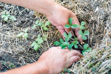 Genç çilek bitki toprağa dikim çiftçi