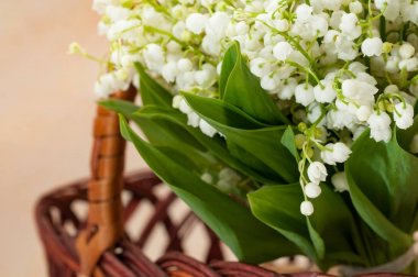 Taze çiçekler. Lily vadi yakın çekim bir sepet içinde