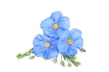 Beyaz keten tohumu çiçeklerle yakından