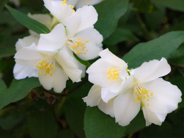 yasemin bahar çiçekleri çiçek bush