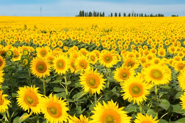 Pól kwitnących słoneczników w słoneczny dzień. Szczelnie-do góry — Zdjęcie stockowe