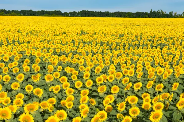 Pól kwitnących słoneczników na słoneczny dzień — Zdjęcie stockowe