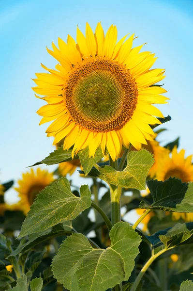Kwitnący słonecznik z pyłku na jej liściach. Pionowe zdjęcie. CL — Zdjęcie stockowe