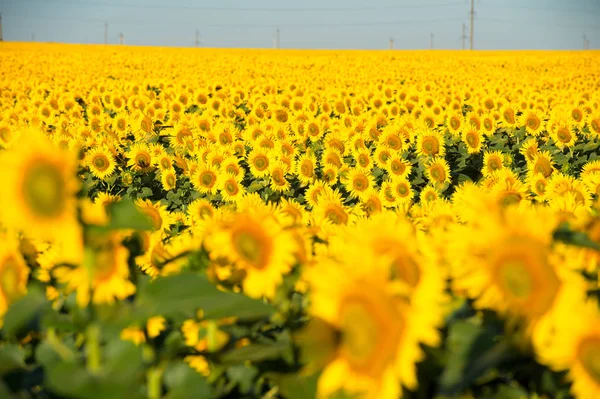 Têtes de champ de tournesols en fleurs. Concentration isolée — Photo