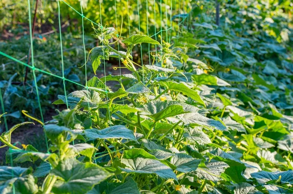Pepino Verde Jugoso Creciendo Jardín Con Pequeños Pepinos — Foto de Stock