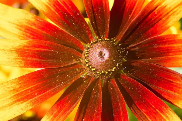 Fotografia Makro Echinacea Żółto Czerwony Kwiat — Zdjęcie stockowe