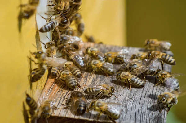 Group of bees, resting and bask in the sun on warm day, near the — Stock Photo, Image