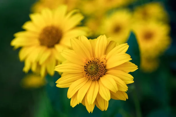 Jasne żółte kwiaty kwitnące w ogrodzie. — Zdjęcie stockowe