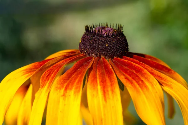 Seitenansicht Der Gelb Roten Rudbeckia Sonnenhut Blüte Nahaufnahme — Stockfoto