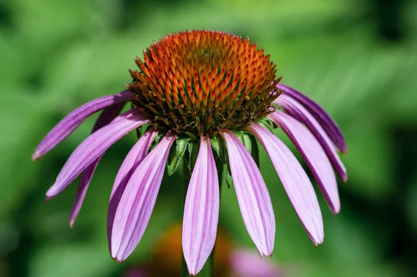 Photo of beautiful purple echinacea flower, close-up. Natural ba — Stock Photo, Image