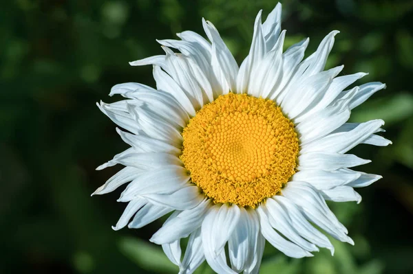 Fleur Camomille Blanche Sur Fond Naturel Gros Plan — Photo
