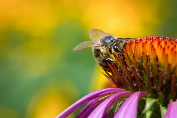Zbliżenie Bee na stożek kwiat. Makro — Zdjęcie stockowe