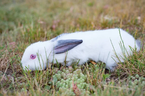 白色的小受惊的兔子黑耳朵和红眼睛 在绿色的草坪背景 — 图库照片