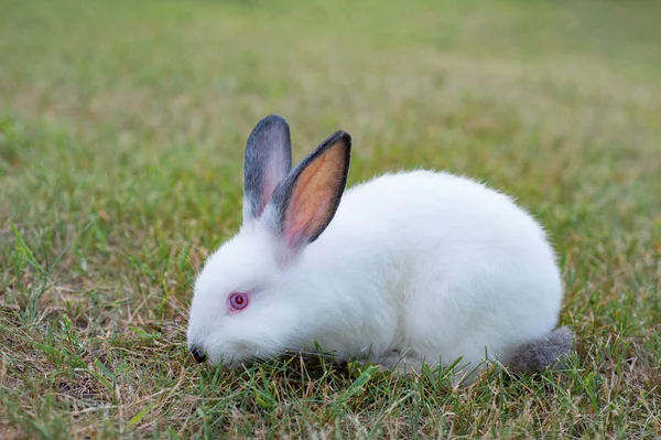 Weißes Kaninchen weidet auf einer grünen Wiese — Stockfoto