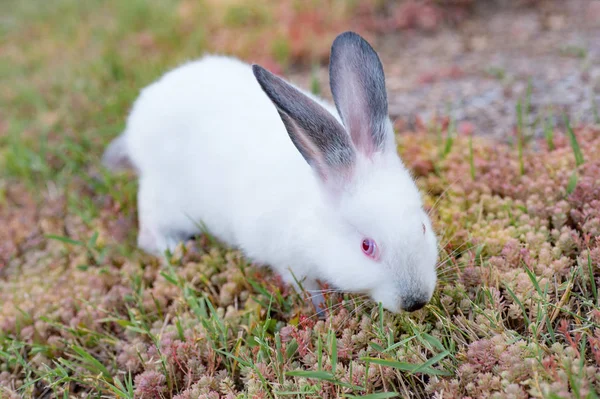 Lindo conejo blanco en hierba —  Fotos de Stock