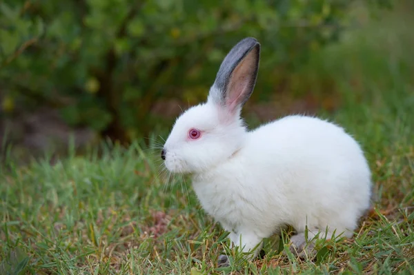 Vit liten kanin med svarta öron, sitter på gräset — Stockfoto