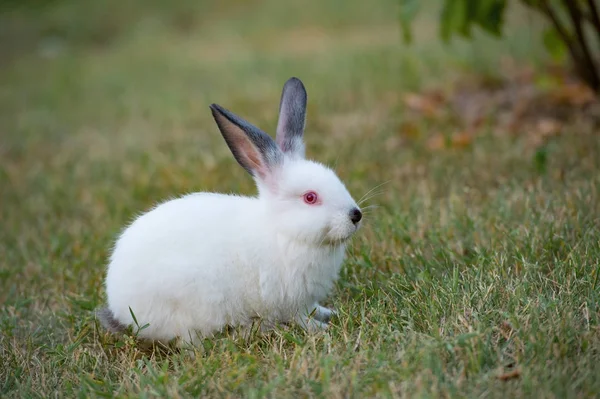 Kleines weißes Kaninchen mit schwarzen Ohren und roten Augen auf grünem Gras — Stockfoto