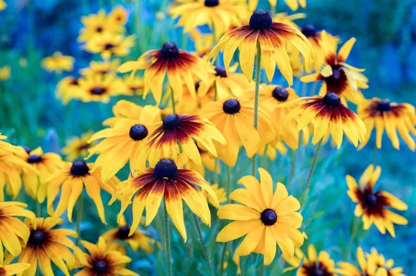 Rudbeckia Orange Gelb Schwarz Augen Sonnenhut Garten Blumenbeet Blumigen Hintergrund — Stockfoto