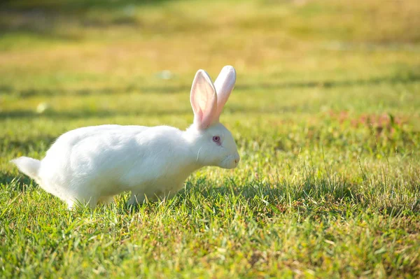 Lovely white rabbit with pink ears on juicy green grass. — Stock Photo, Image