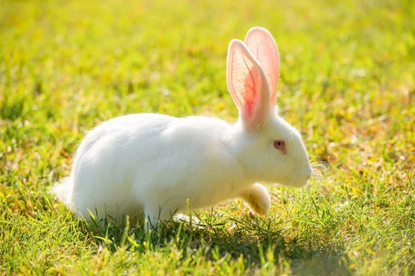 Conejo blanco caminando sobre hierba en un día soleado — Foto de Stock