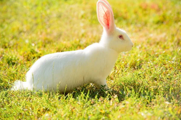 Coelho branco de orelhas longas na grama verde no dia de verão — Fotografia de Stock