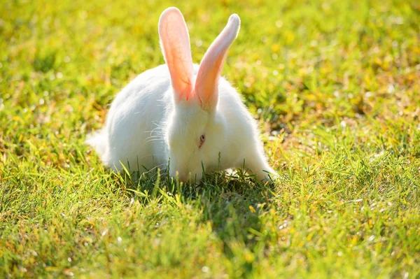 Coniglio bianco su uno sfondo di erba verde chiaro — Foto Stock
