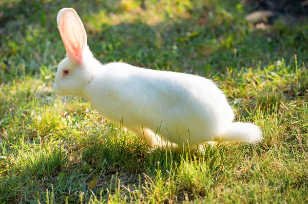 Cute funny rabbit running on the field in summer