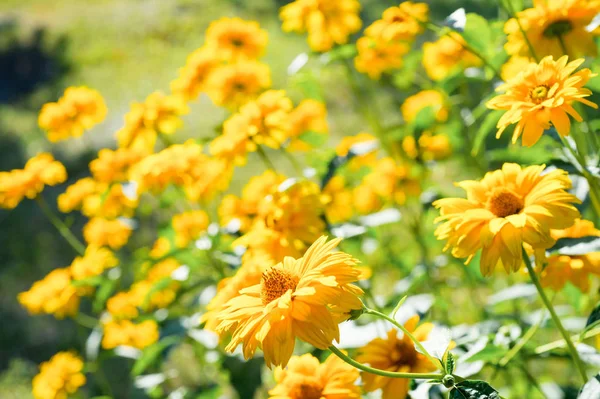 Szép Fényes Sárga Virágok Nőnek Réten Elszigetelt Fókusz — Stock Fotó