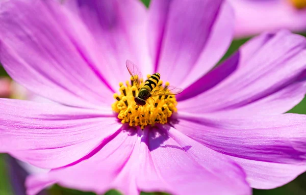Pszczoła Zbierania Pyłku Różowy Kwiat Kosmos Podwójnie Pierzasty — Zdjęcie stockowe