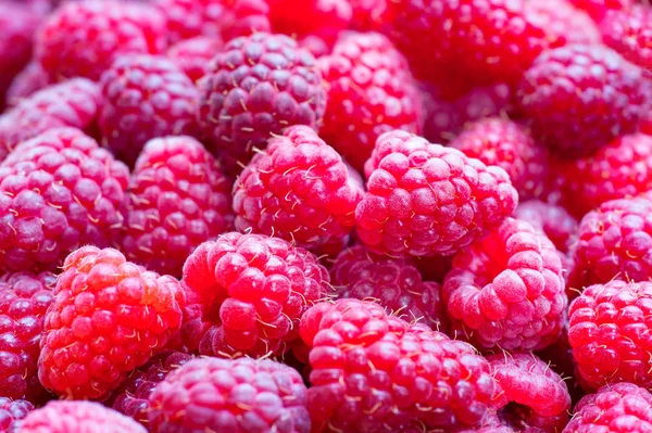 Verse rijpe frambozen, close-up. Raspberry achtergrond — Stockfoto