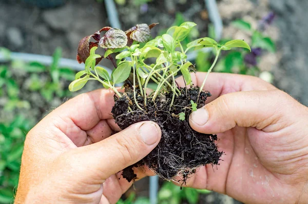 Фермерские руки, держа молодой зеленый и фиолетовый базилик (Ocimum bas — стоковое фото