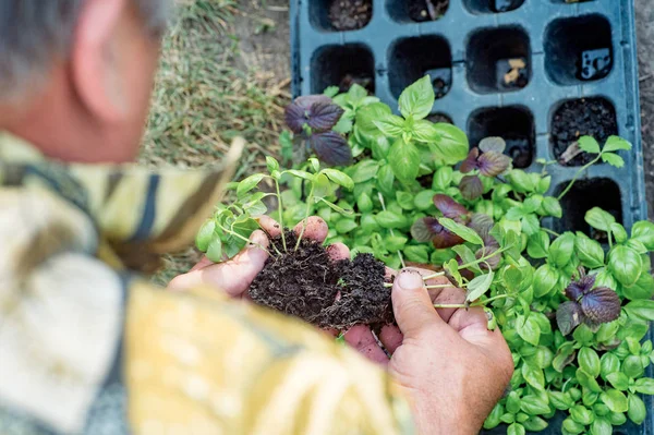 Фермер отделяет молодые растения базилика, прежде чем посадить их в t — стоковое фото
