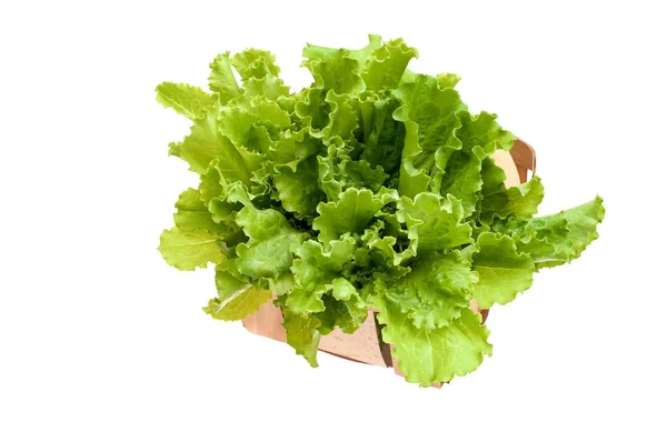 Свежий органический зеленый салат в корзине изолированы на белом backgr — стоковое фото