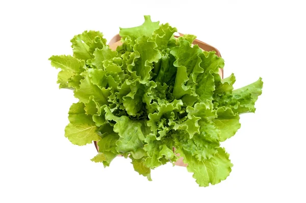 Vegetable salad lettuce. Top view of Fresh organic green lettuce — Stock Photo, Image