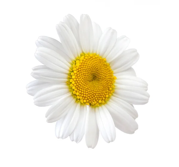 Kwiat rumianku biały na białym tle — Zdjęcie stockowe