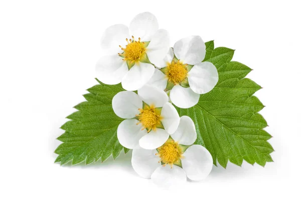 Białe kwiaty truskawek z liści na białym — Zdjęcie stockowe