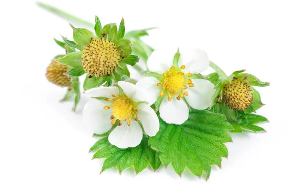 Gałąź truskawek z kwiaty i owoce na białym liczby — Zdjęcie stockowe