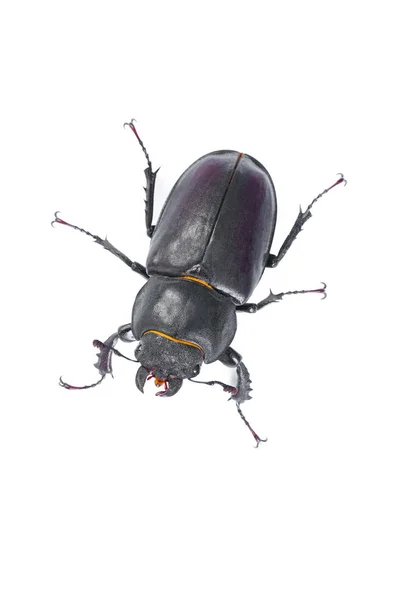 Escaravelho Bug. Fêmea escaravelho. Oi foto estúdio resolução — Fotografia de Stock