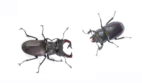 Male and female stag beetle. Close-up view isolated on white bac — Stock Photo, Image