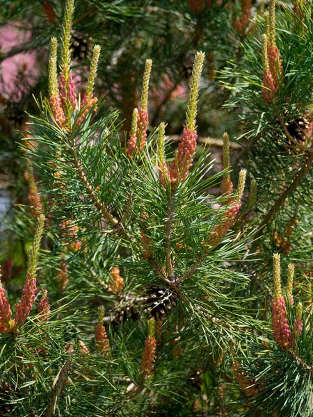 Pin Fleurs Avec Jeunes Rameaux Cônes Sur Une Branche Verte — Photo