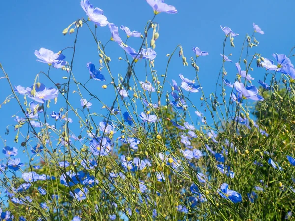 Linum Lewisii Wild Blue Flax Sobre Fondo Azul Del Cielo — Foto de Stock